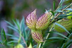 Plantfiles Pictures Gomphocarpus Species Arizona Milkweed Swan Plant Milkweed Tennis Ball Bush Gomphocarpus Fruticosus By Kell
