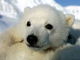 Pin On Animals Awww