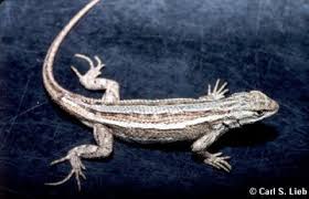 Image result for Scepocarpus