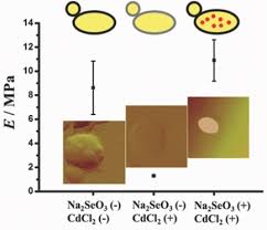 Yeast can reproduce by producing a bud. Nanomechanical Analysis Of Yeast Cells In Cdse Quantum Dot Biosynthesis Luo 2014 Small Wiley Online Library