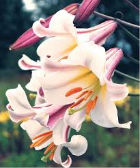 Maybe you would like to learn more about one of these? Lilium Regale The Lily Garden