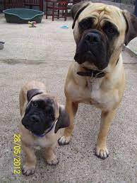 Caring For Bullmastiff Puppies Mastiff Puppies English Mastiff Puppies Bull Mastiff