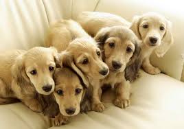 Dachshund Puppies For Adoption Near Me Dachshund Puppies Puppy Adoption Dog Wallpaper