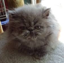 Maybe you would like to learn more about one of these? Blue Male Persian Kitten For Sale For Sale Adoption From Lancaster Kentucky Adpost Com Classifieds Us Persian Kittens For Sale Kitten For Sale Persian Cat