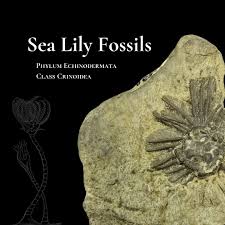 Image result for Chionodes continuellus