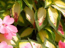 Maybe you would like to learn more about one of these? Problems Common To Many Perennials And Annuals