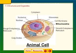 Naturally, if they are the structural and functional unit of living, there has to be something peculiar about them? 7 3 Cell Structures Organelles Ppt Video Online Download
