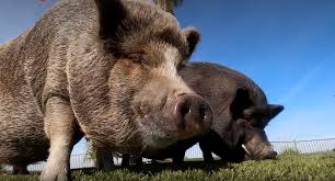 You can read the code of ethics here. The Huge Myth Behind Micro Pigs Kpbs