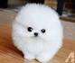 Buy Puppies & Pet Supplies - My Next Puppy Chantilly, Virginia