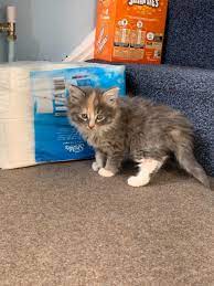 Kittens for sale near me, baby kittens for sale,tinykittens, free kittens near me, kittens for sale near me, kittens near me,. Fluffy Kittens For Sale Grey Ginger And Tabby Loughborough Leicestershire Pets4homes