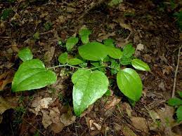 Check spelling or type a new query. Greenbrier Plant Control Tips On Getting Rid Of Greenbrier Weeds