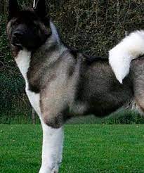 American akita dog breed description and characteristics. American Akita Ein Dominanter Hund Mit Edlem Charakter My Animals Akita Dog Akita Hunde