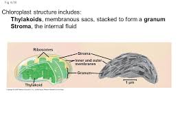 Check spelling or type a new query. Chapter 6 A Tour Of The Cell Ppt Video Online Download