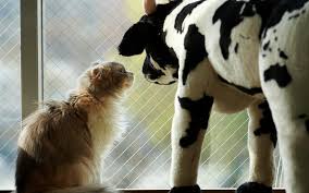 From ancient times up to the present, cattle are bred to provide meat and dairy. Cat A Toy Cow Wallpaper 1680x1050 12131