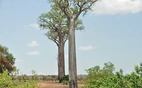 Etichetele html nu sunt permise. Madagascar TÄƒramul Lemurilor Si Baobabilor I Lumea Satului