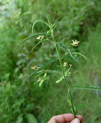 Image result for Aeschynomene indica