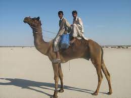 You'd need to walk 32 minutes to burn 114 calories. Local Camel Rider Mapio Net