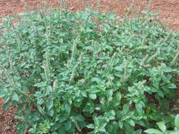 Image result for Ocimum americanum