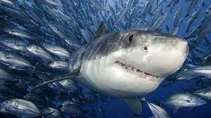 kopek baligi hdresim net shark photos shark pictures shark