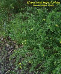 Image result for Triaspis hypericoides