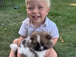 Pomeranian Puppies for sale in Orland Park, Illinois