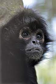 Animals Monkeys Spider Monkey Animals Monkey Pictures