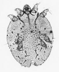 Image result for what do Mallophaga look like in dog fur