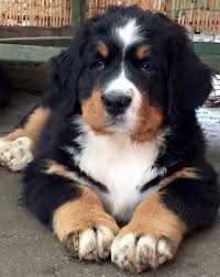 Check back or email for updates. Bernese Mountain Dog Puppies For Sale Near Me Petfinder