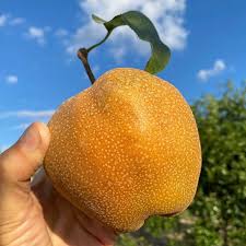 Image result for Pyrus pyrifolia