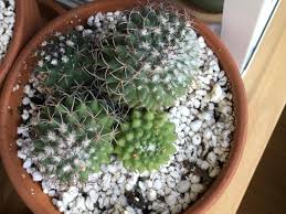 We recommend buying a pesticide that specifically says on learn more about how defense pest control can keep pests out of your cacti and the rest of your yard! White And Brown Spots On Cacti Gardening Landscaping Stack Exchange