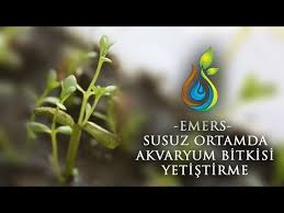 Akvaryum Bitki Tohumu Cimlendirme Ve Puf Noktalari Emers Olarak Youtube