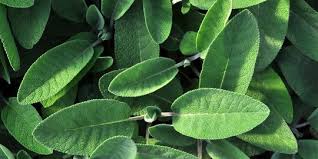 We did not find results for: Cara Mencangkok Tanaman Dengan Praktis Mudah Dan Benar Merdeka Com