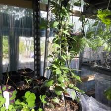 Image result for Ceropegia rendallii