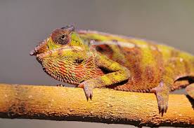 chameleon on the branch chameleon chameleon lizard animals