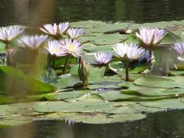 Image result for Nymphaea nouchali