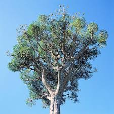 Image result for Cussonia sessilis