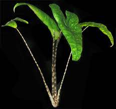Light requirements, watering needs the alocasia zebrina is a beautiful tropical plant. Alocasia Zebrina K Koch Veitch Alocasia Zebrina Reticulata Alocasia Zebrina Alocasia Reticulata Alocasia Zebrina K Koch Veitch Sold As Alocasia Reticulata Form Alocasia Zebrina Reticulata And Alocasia Tigrina Superba Alocasia