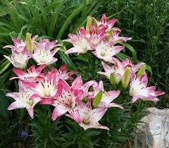 Springfield best florist springfield mo. 45 576 Beautiful Lilies Photos Free Royalty Free Stock Photos From Dreamstime