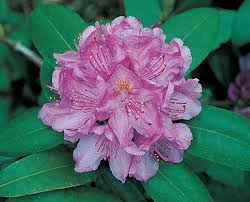 Preis.de has been visited by 100k+ users in the past month Rhododendron Buds Blooms Nursery