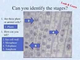 We did not find results for: 2015 Cell Cycle Mitosis