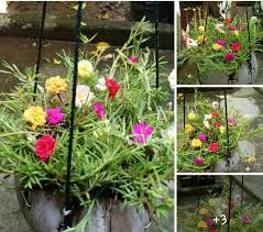 Maybe you would like to learn more about one of these? Bunga Pukul 9 Sembilan Pagi Konstruksi Dan Taman 795695996