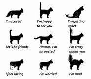 Chart Of Cat Tail Positions With Captions Cat Facts Cat Tail Cat Language