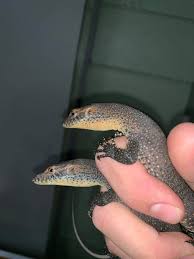 Mertens' water monitor (varanus mertensi), also called commonly mertens's water monitor, and often misspelled mertin's water monitor, is a species of lizard in the family varanidae. We Have New Baby Mertens Water Monitors Totally Reptiles Facebook