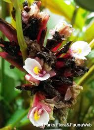 Image result for Marantochloa purpurea