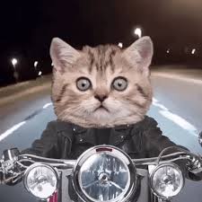 Image result for black and white cat driving bike gif"