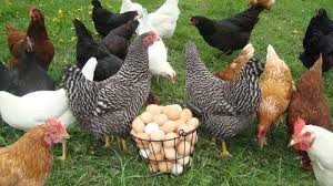 Best dallas restaurants now deliver. Petition Ordinance Change To Allow Tinton Falls Residents To Keep Backyard Chickens As Pets Change Org