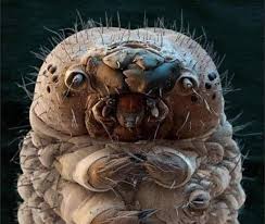 Image result for Demodex folliculorum