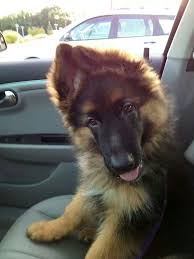 Nadelhaus breeds german shepherds puppies year round and while the majority of puppies we sell are short hair, we do have occasionally have long haired. Long Haired German Shepherd Puppy German Shepherd Puppies Dogs Shepherd Puppies