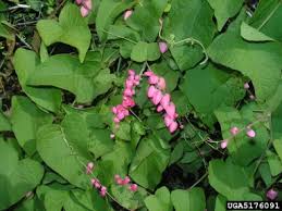 If it's hairy, it's a berry. Texas Invasives