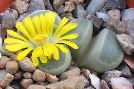 We did not find results for: Lithops How To Grow And Care For Living Stone Plants Epic Gardening